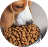 Dog Food