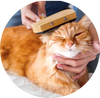 Pet Cat Supplies