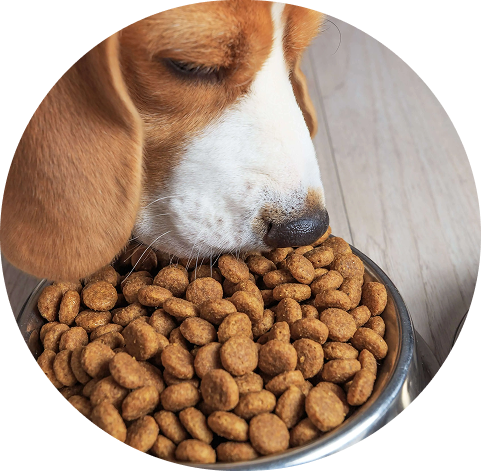 Dog Food