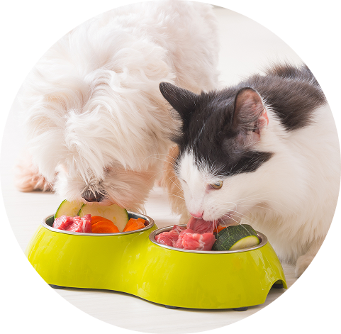 Pet Food